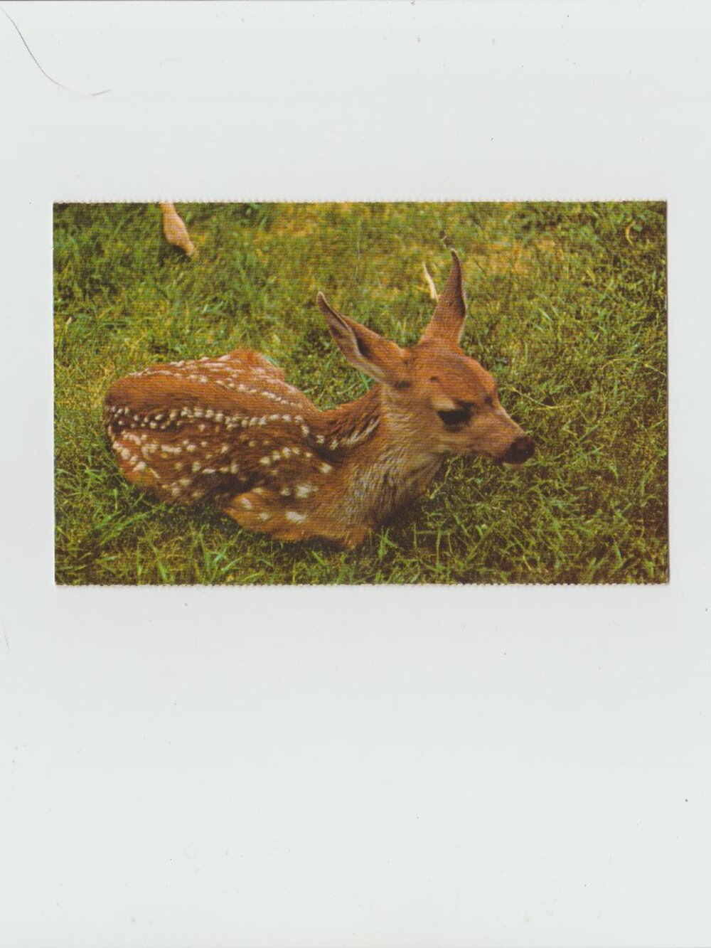 The Canadian Rockies " Bambi" " Mule Deer" Postcard